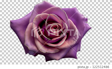 Purple rose transparent material 122512486