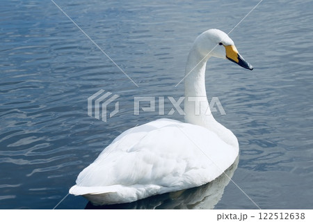 白鳥　池に浮かぶ　輝く水面 122512638