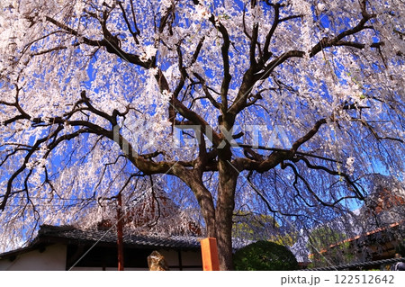 本満寺（京都市中京区）境内の枝垂れ桜 122512642