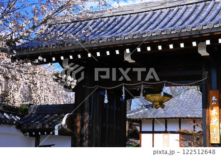 本満寺（京都市中京区）境内の枝垂れ桜 122512648