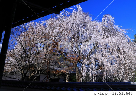 本満寺(京都市中京区)境内の枝垂れ桜 本満寺(京都市中京区)境内の枝垂れ桜 122512649