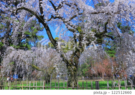 京都御苑(京都市中京区)近衞邸跡に咲く枝垂れ桜 京都御苑(京都市中京区)近衞邸跡に咲く枝垂れ桜 122512660