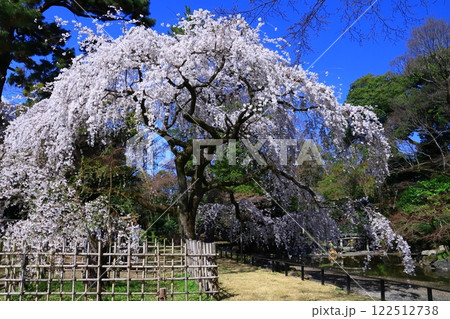 京都御苑（京都市中京区）近衞邸跡に咲く枝垂れ桜 122512738