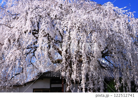 本満寺（京都市中京区）境内の枝垂れ桜 122512741