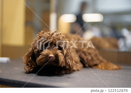 Brown curly-haired dog resting on grooming table in salon Brown curly-haired dog resting on grooming table in salon 122512870