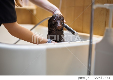 Dog getting a bath at a pet grooming facility in the afternoon 122512873