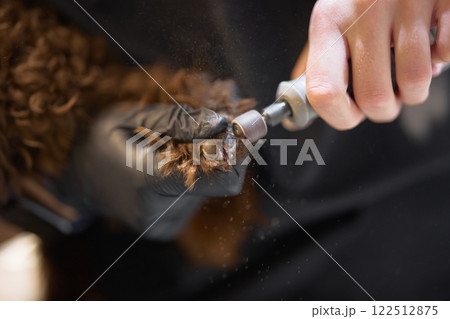 Grooming process for a dog’s paw with nail trimming tool in action 122512875