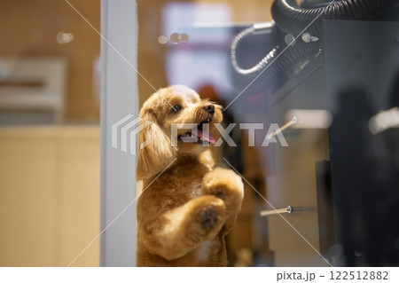 Dog eagerly waiting at the grooming salon for a pampering session 122512882