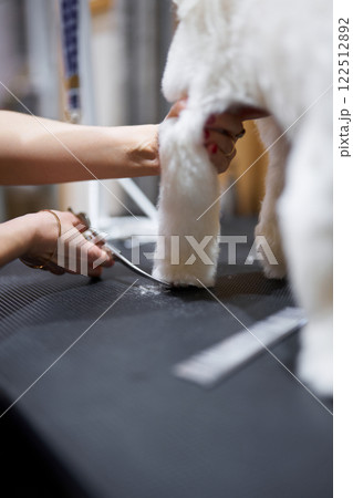 Grooming a fluffy dog with scissors on a tabletop in a bright space 122512892