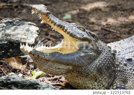 Close up crocodile is action show head in garden Close up crocodile is action show head in garden 122513702