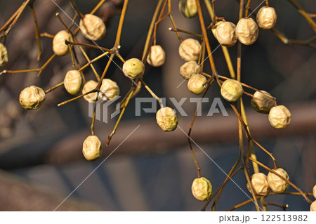 熟して黄色で皺がでてきたセンダンの実（冬、一月） 122513982