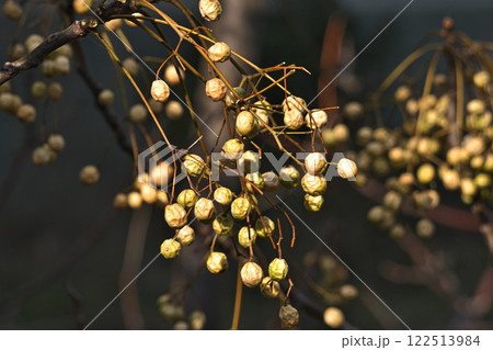 熟して黄色で皺がでてきたセンダンの実（冬、一月） 122513984