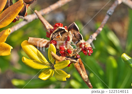 炸裂したトベラの実（冬、一月） 122514011