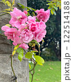 庭に咲くピンクの薔薇 122514188