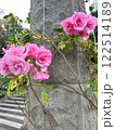 公園に咲くピンクの薔薇 122514189