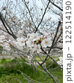 桜のある風景 122514190