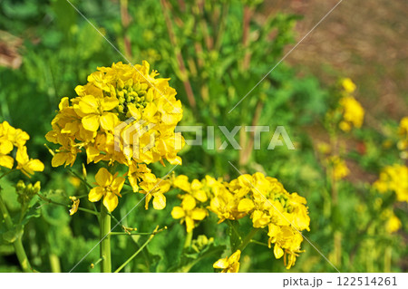 黄色いナノハナの花（冬、一月） 122514261