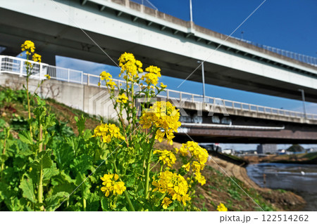 圏央道と黄色いナノハナの花(冬、一月) 圏央道と黄色いナノハナの花(冬、一月) 122514262