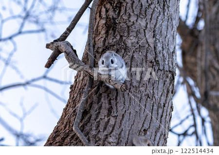 北海道 エゾモモンガ 小動物 かわいい 北海道 エゾモモンガ 小動物 かわいい 122514434