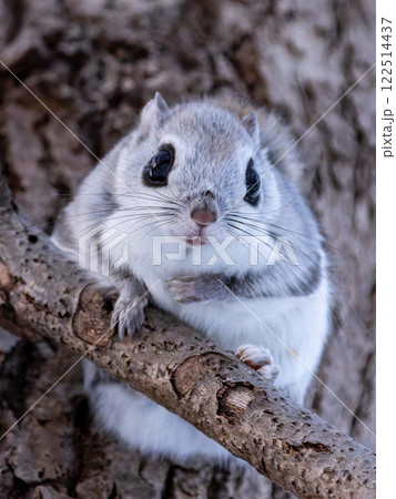 北海道　エゾモモンガ　小動物　かわいい　 122514437