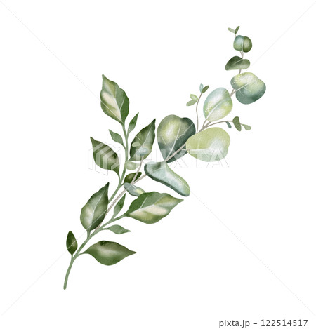 Hand-drawn watercolor illustration of elegant eucalyptus branches with lush, aromatic leaves. Perfect for wedding invitations, botanical prints, minimalist home decor, romantic greeting cards. 122514517