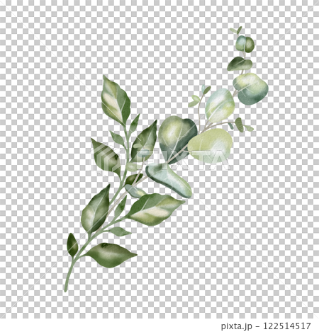 Hand-drawn watercolor illustration of elegant eucalyptus branches with lush, aromatic leaves. Perfect for wedding invitations, botanical prints, minimalist home decor, romantic greeting cards. 122514517