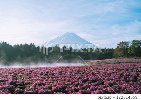芝桜と富士② 122514659