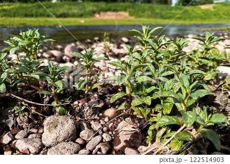 Bunch of mint plants growing on a rocky shore Bunch of mint plants growing on a rocky shore 122514903