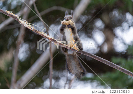 北海道　エゾリス　リス　動物　小動物　かわいい 122515036
