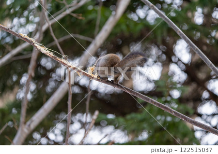 北海道 エゾリス リス 動物 小動物 かわいい 北海道 エゾリス リス 動物 小動物 かわいい 122515037