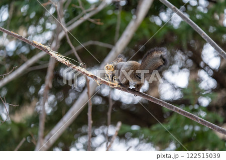 北海道　エゾリス　リス　動物　小動物　かわいい 122515039