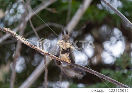 北海道　エゾリス　リス　動物　小動物　かわいい 122515052