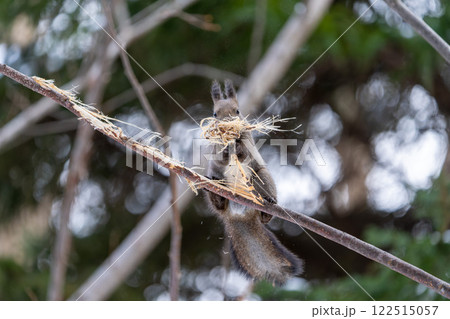 北海道　エゾリス　リス　動物　小動物　かわいい 122515057