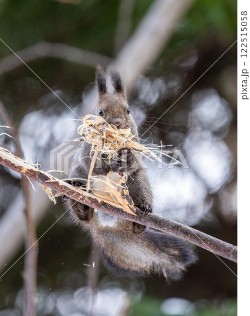 北海道　エゾリス　リス　動物　小動物　かわいい 122515058