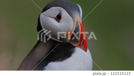 Atlantic puffin (Fratercula arctica), on the rock on the island of Runde (Norway). Atlantic puffin (Fratercula arctica), on the rock on the island of Runde (Norway). 122515123