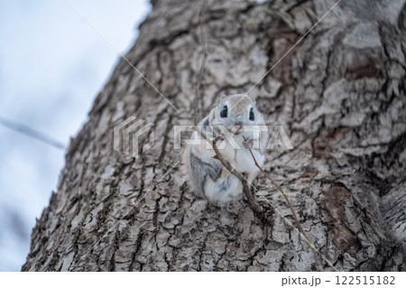 北海道　エゾモモンガ　小動物　かわいい 122515182