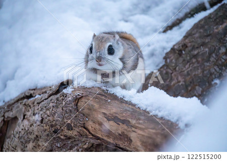 北海道 エゾモモンガ 小動物 かわいい 北海道 エゾモモンガ 小動物 かわいい 122515200