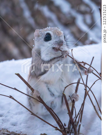 北海道　エゾモモンガ　小動物　かわいい 122515213