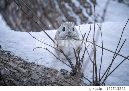 北海道　エゾモモンガ　小動物　かわいい 122515221