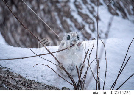 北海道　エゾモモンガ　小動物　かわいい 122515224