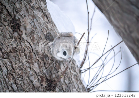 北海道 エゾモモンガ 小動物 かわいい 北海道 エゾモモンガ 小動物 かわいい 122515248