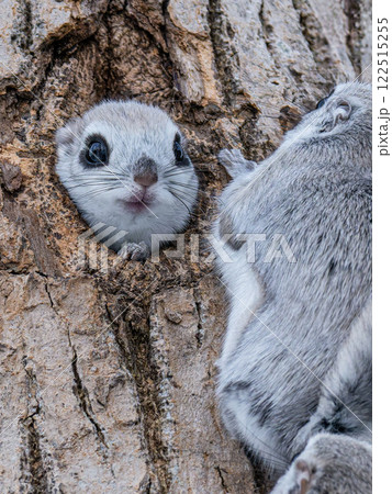 北海道 エゾモモンガ 小動物 かわいい 北海道 エゾモモンガ 小動物 かわいい 122515255