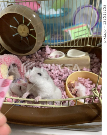 構ってほしいハムスター 122515258