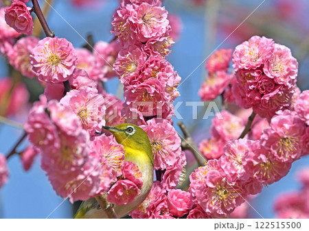 満開の紅梅にメジロ （ 春イメージ ）（ ほのぼのイメージ ） 122515500