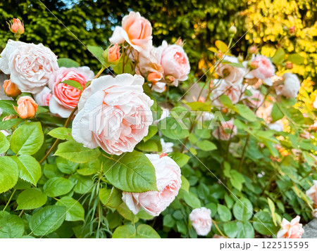 Bunch of pink flowers are in a garden Bunch of pink flowers are in a garden 122515595