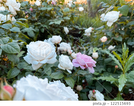 Field of white flowers with pink flowers in the middle Field of white flowers with pink flowers in the middle 122515693
