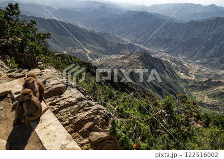 Baboon Encounter in the Mountains of Saudi Arabia 122516002