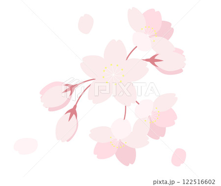 桜の花と花びらのイラスト　さくら　サクラ　ソメイヨシノ 122516602