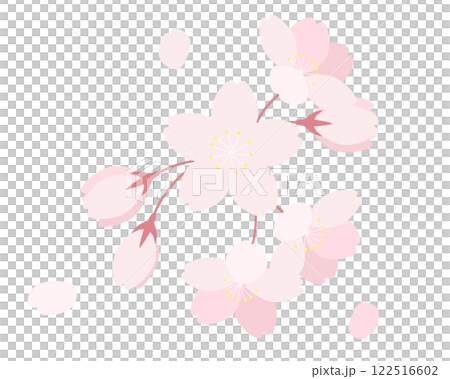 桜の花と花びらのイラスト　さくら　サクラ　ソメイヨシノ 122516602