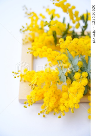 縦構図のミモザの切り花 122516620
